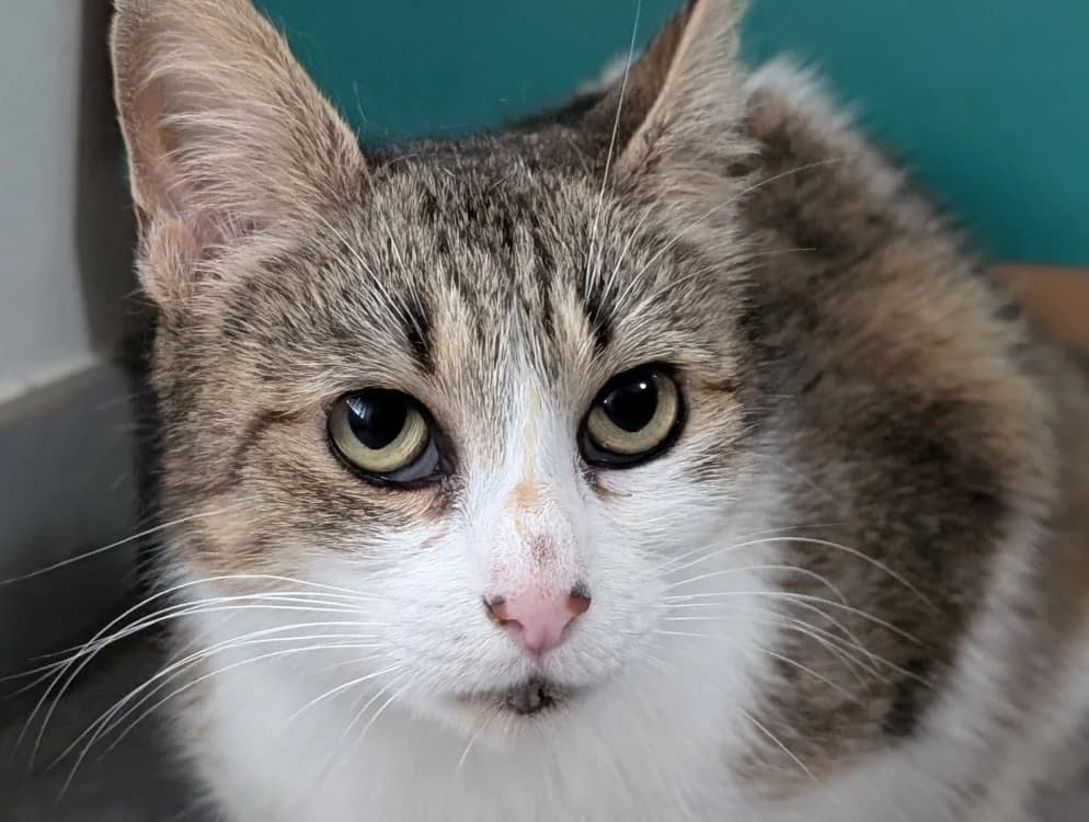 MINETTE, female 4yo Mixed Breed for adoption at SPA Vitré, Vitre