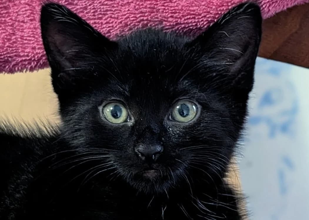 TINKY, female Mixed Breed for adoption at SPA Vitré, Vitre