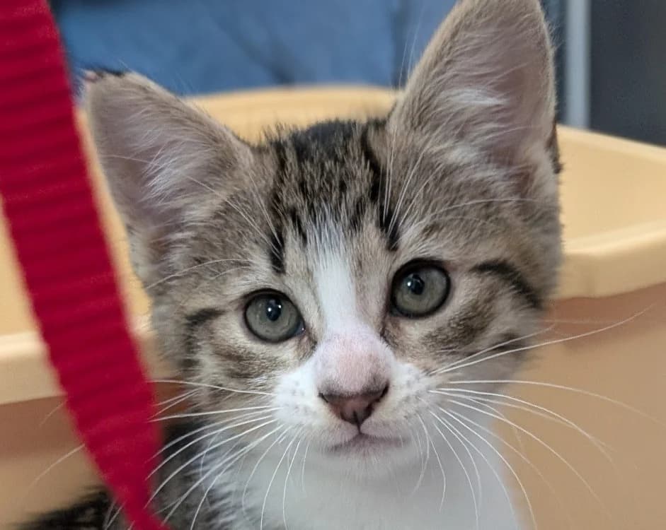 PO, male Mixed Breed for adoption at SPA Vitré, Vitre