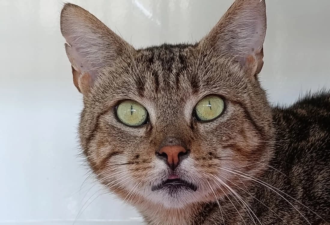 BAKOU, male 5yo Mixed Breed for adoption at SPA Vitré, Vitre