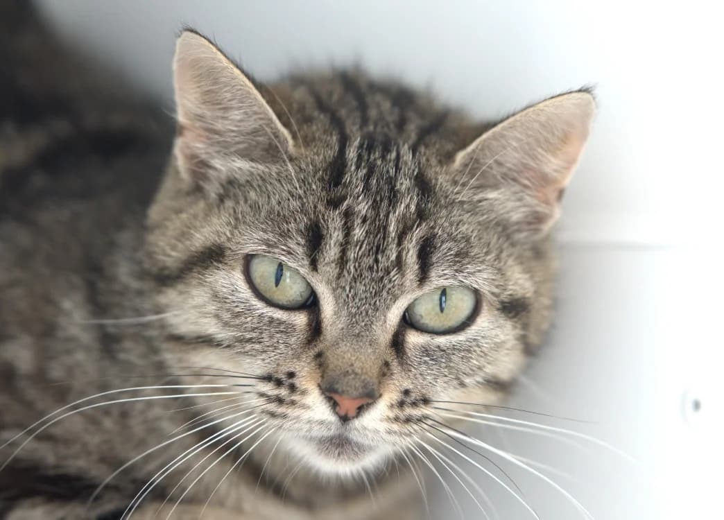 EMERAUDE, female 3yo Mixed Breed for adoption at SPA Vitré, Vitre