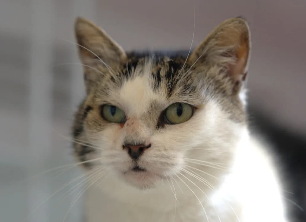 MINOUCHETTE, female senior Mixed Breed for adoption at SPA Vitré, Vitre