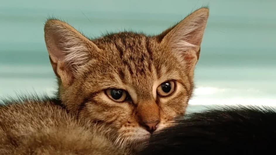 Bueno, male mixed breed for adoption at SPA Vitré, Vitre