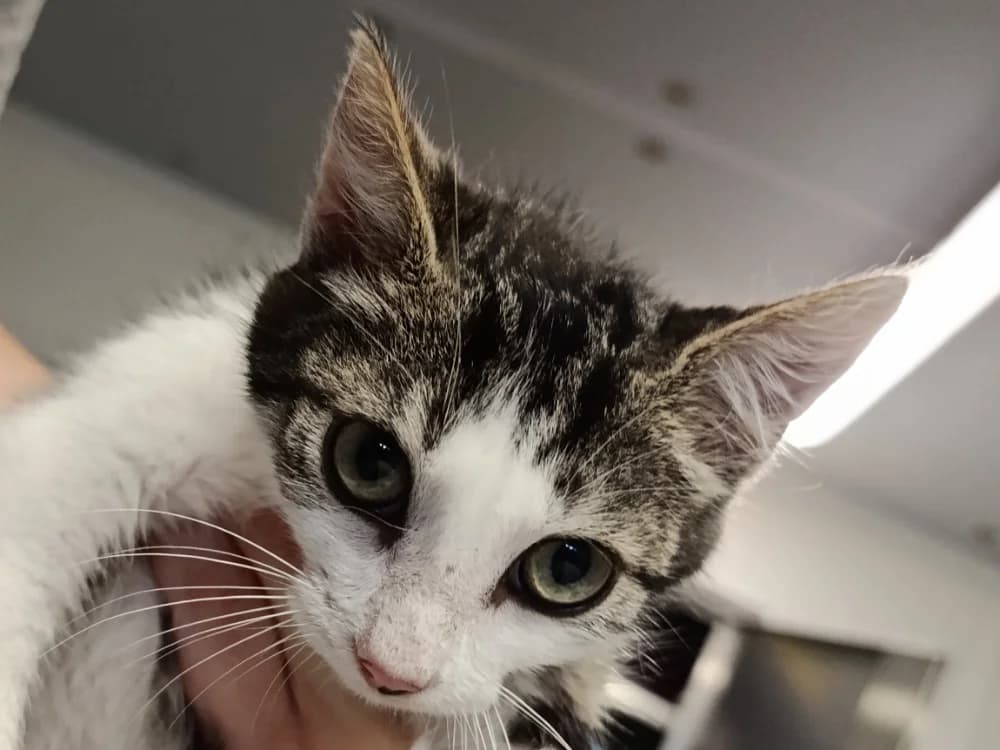 KINGSTON, male Mixed Breed for adoption at SPA Vitré, Vitre