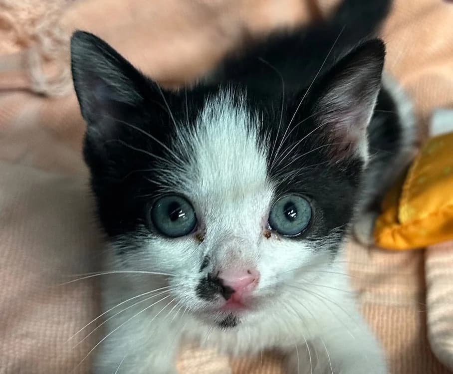 Speak, female Mixed Breed for adoption at SPA Vitré, Vitre