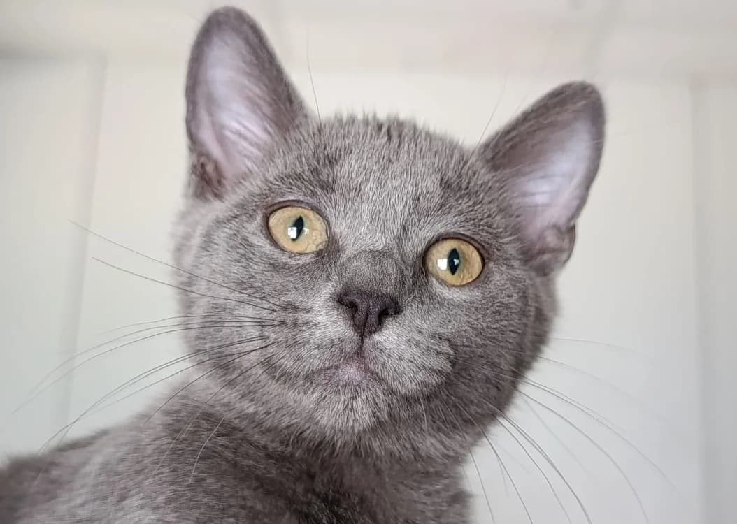 AZAZEL, male Mixed Breed for adoption at SPA Vitré, Vitre
