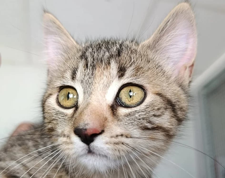 CAPUCHE, female Mixed Breed for adoption at SPA Vitré, Vitre
