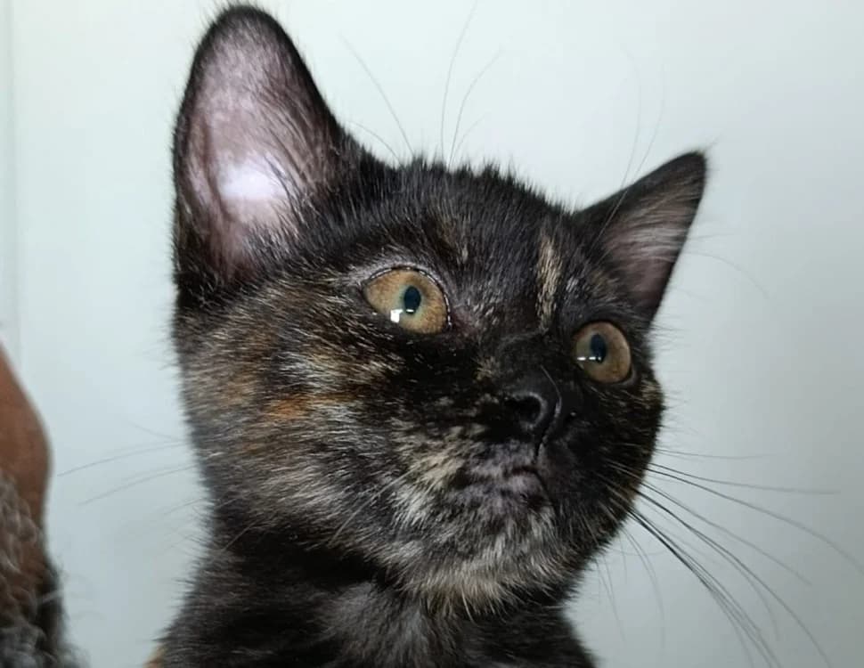 ERSULIE, female Mixed Breed for adoption at SPA Vitré, Vitre