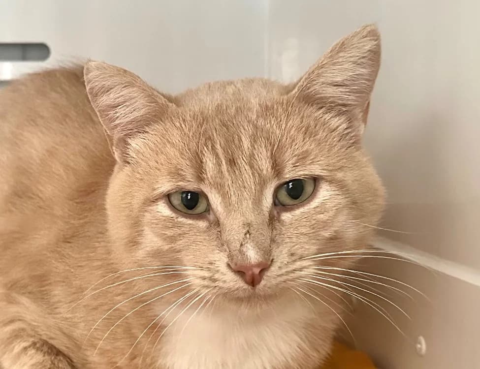 KINDER, male 4yo mixed breed for adoption at SPA Vitré, Vitre