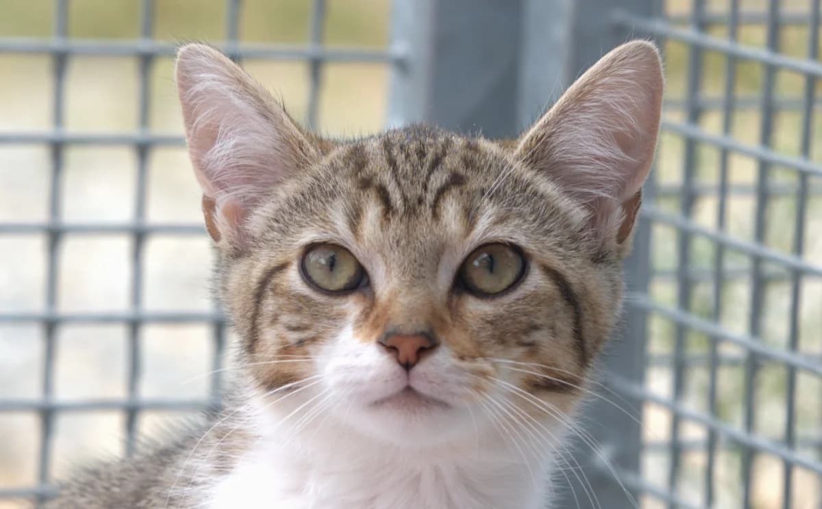 SUMO, male Mixed Breed for adoption at SPA Vitré, Vitre