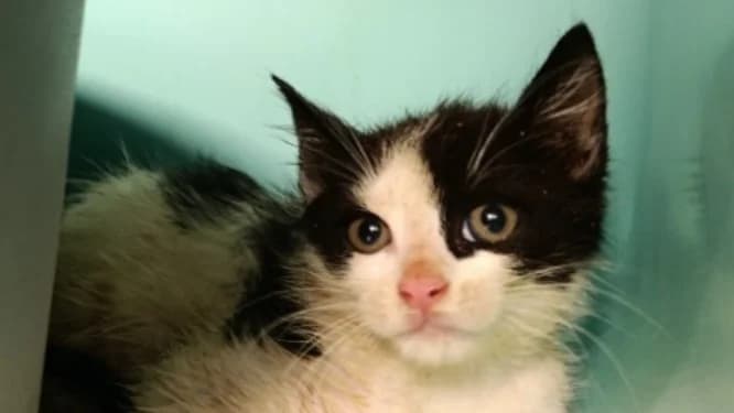 Zoup, male Mixed Breed for adoption at SPA Vitré, Vitre