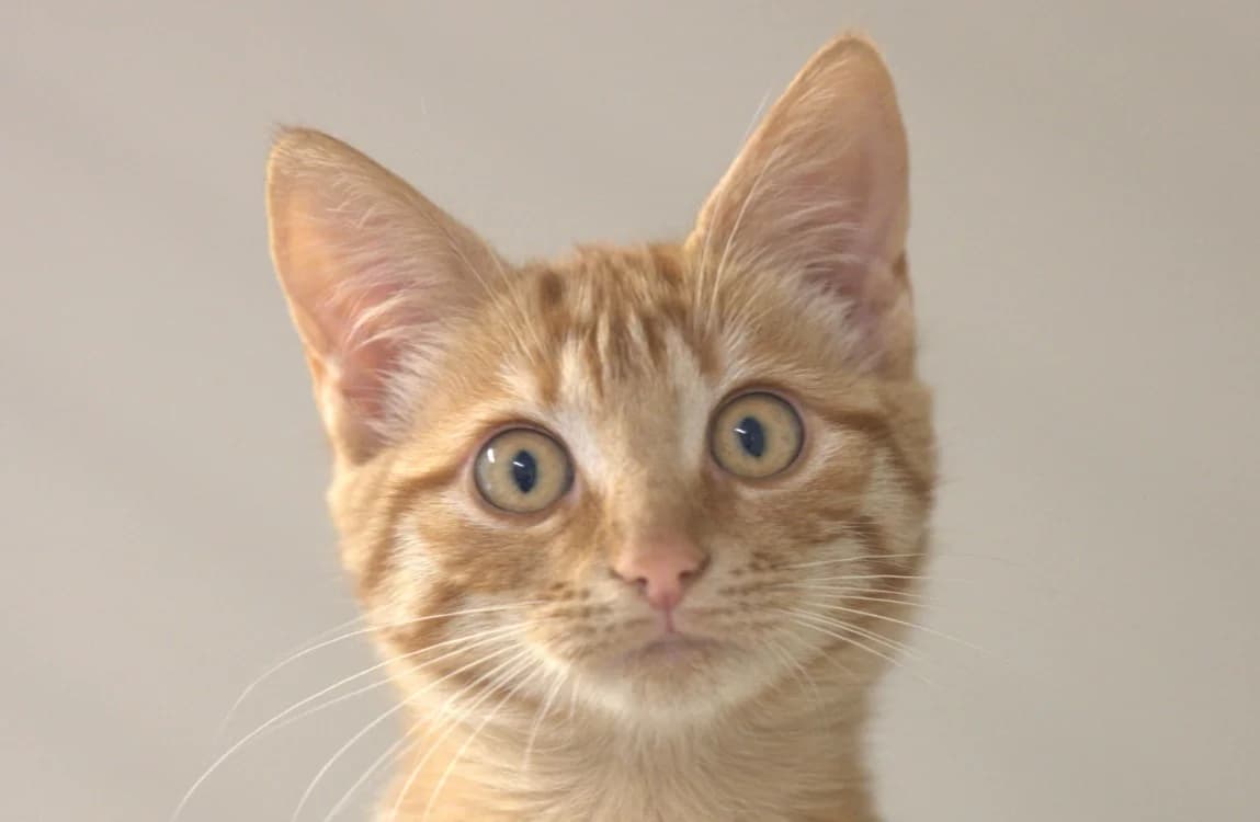 Lionna, female Mixed Breed for adoption at SPA Vitré, Vitre