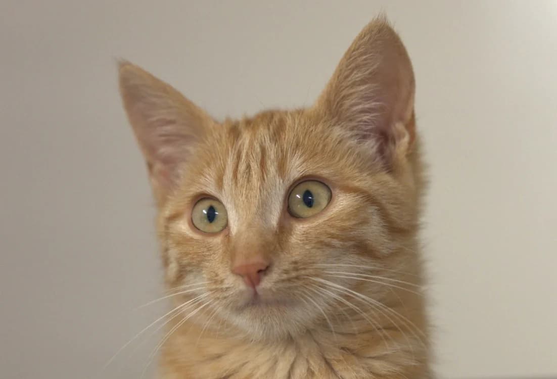 Tigresse, female Mixed Breed for adoption at SPA Vitré, Vitre