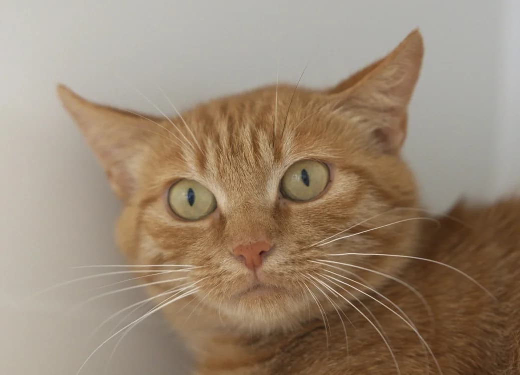 Léoparde, female young Mixed Breed for adoption at SPA Vitré, Vitre