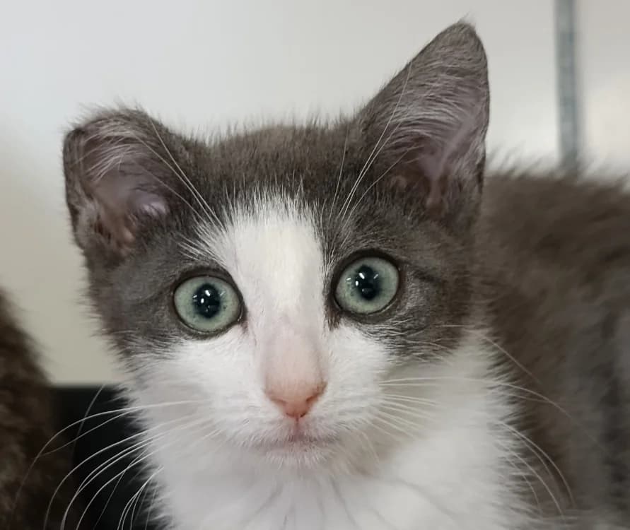 OPALE, female Mixed Breed for adoption at SPA Vitré, Vitre