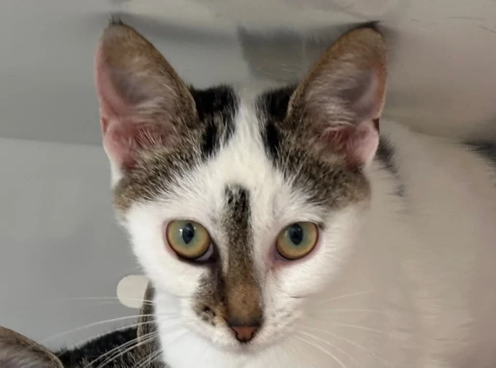 NEIGE (EN COURS D'ADOPTION), female mixed breed for adoption at SPA Vitré, Vitre