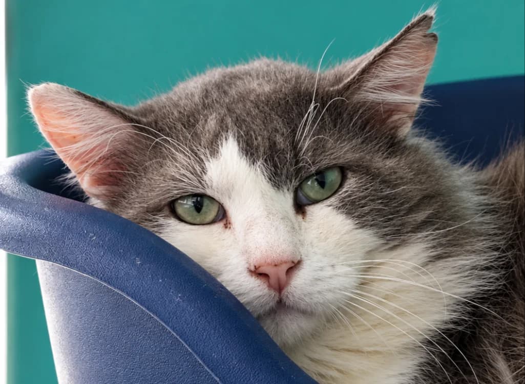 RELIQUE, male 7yo Mixed Breed for adoption at SPA Vitré, Vitre