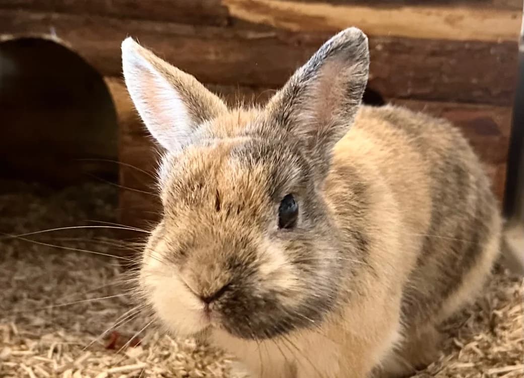 TAJINE, male senior Mixed Breed for adoption at SPA Vitré, Vitre