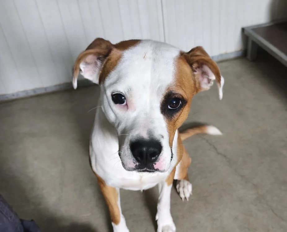Noccia, female young Mixed Breed for adoption at SPA Vitré, Vitre