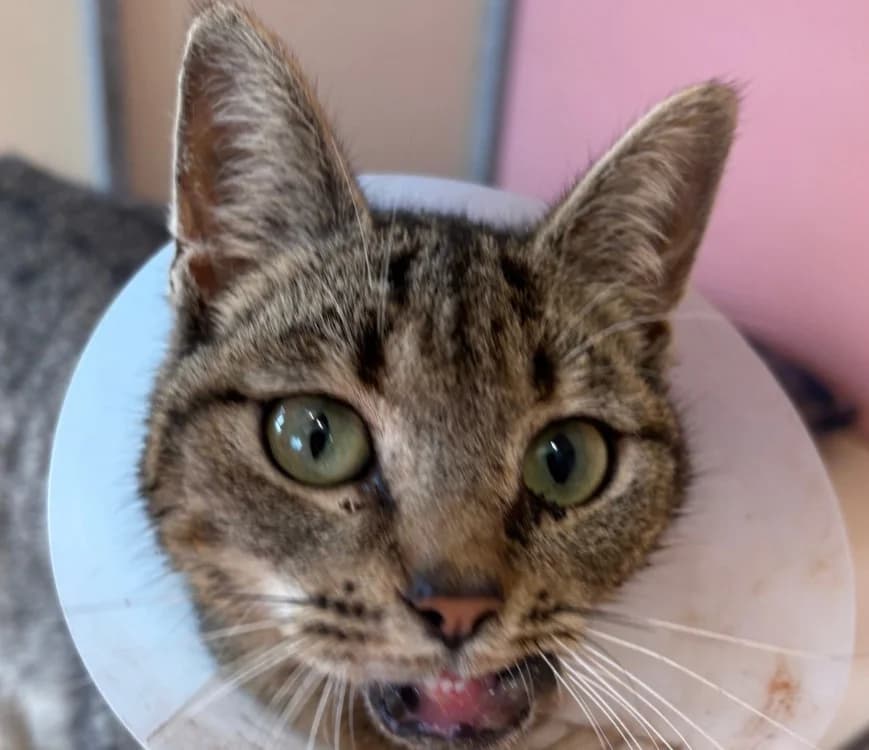 Dalgona, female mixed breed for adoption at Le Bois Pinson), Bois Pinson