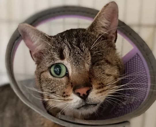 Potimarron, male mixed breed for adoption at Le Bois Pinson), Bois Pinson