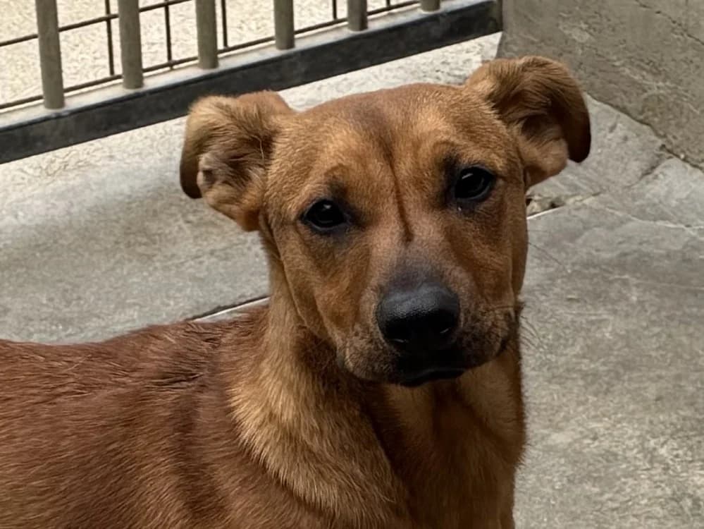 Ferrari, male Dachshund for adoption at Le Bois Pinson), Bois Pinson