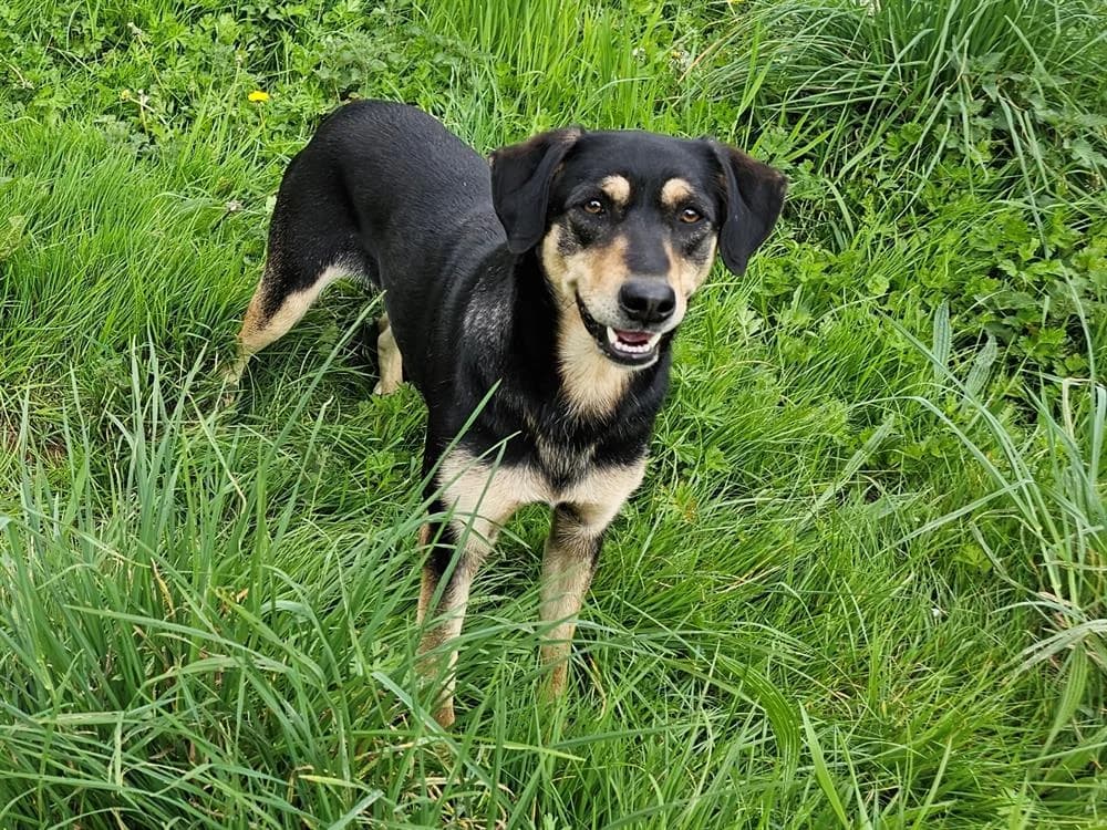 Lalou, female 5yo Mixed Breed for adoption at Le Bois Pinson), Bois Pinson