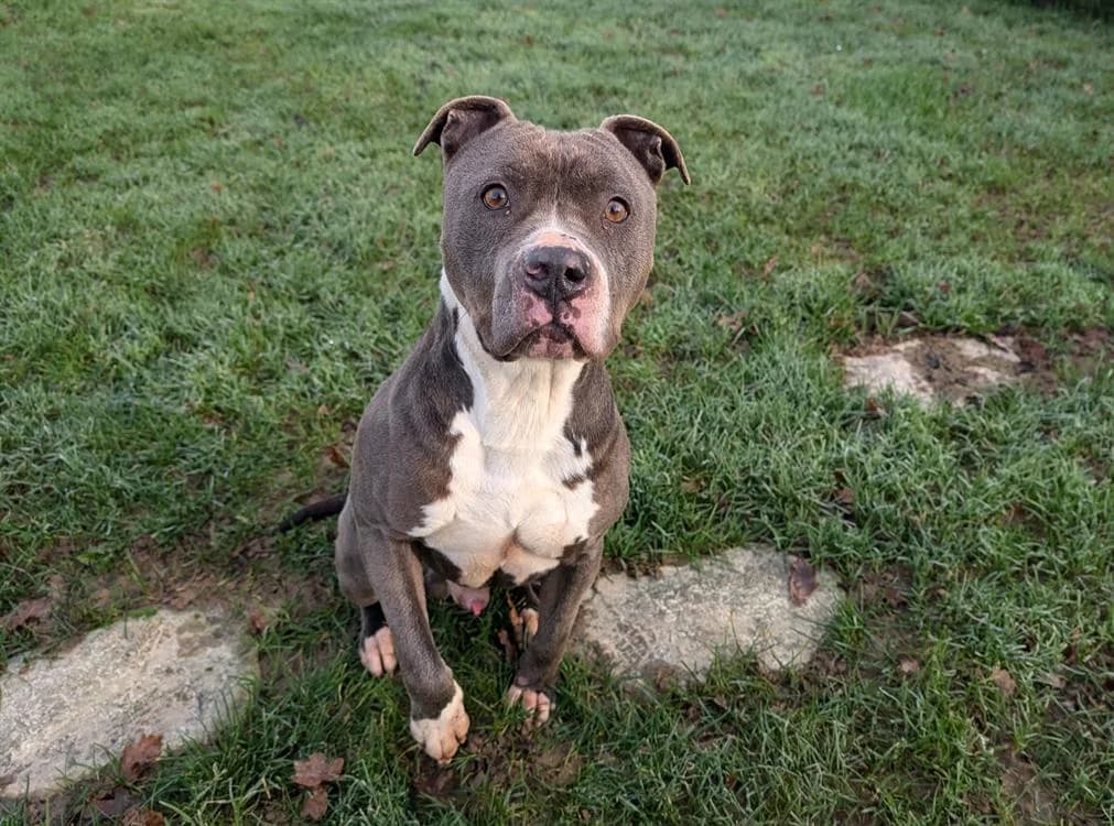 MUFASA, male 6yo Mixed Breed for adoption at Le Bois Pinson), Bois Pinson