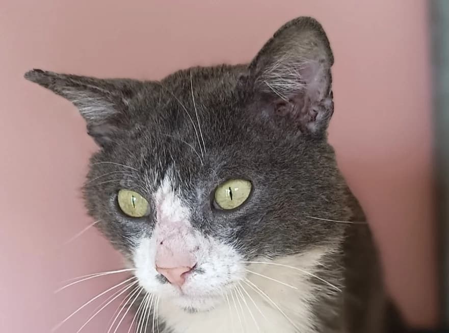 Sprat, male 6yo Mixed Breed for adoption at Le Bois Pinson), Bois Pinson
