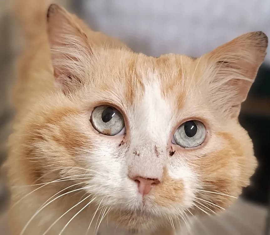 Piranha, male senior Mixed Breed for adoption at Le Bois Pinson), Bois Pinson