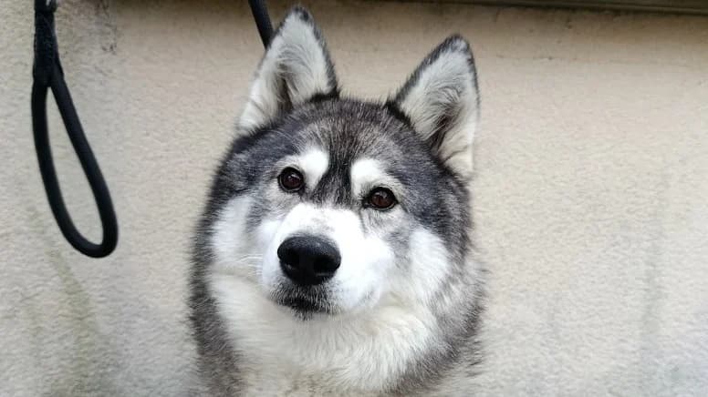 Ylva, female 6yo Husky for adoption at Le Bois Pinson), Bois Pinson
