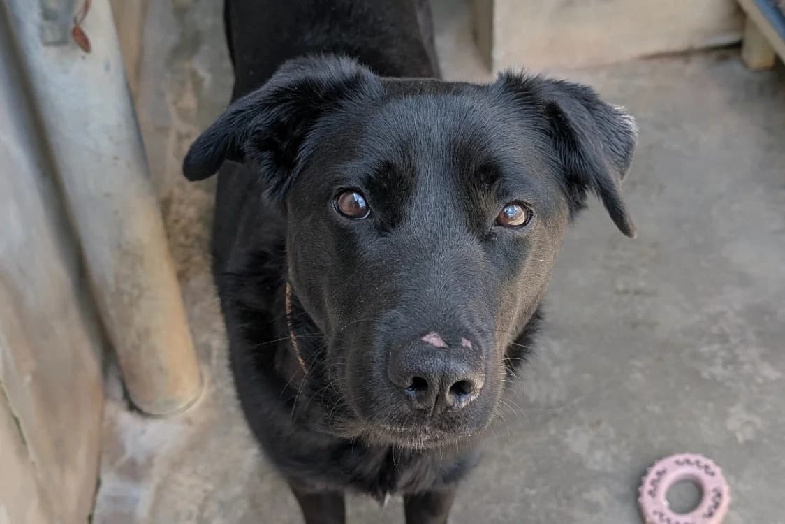 Vicky, female young Labrador Retriever for adoption at Le Bois Pinson), Bois Pinson