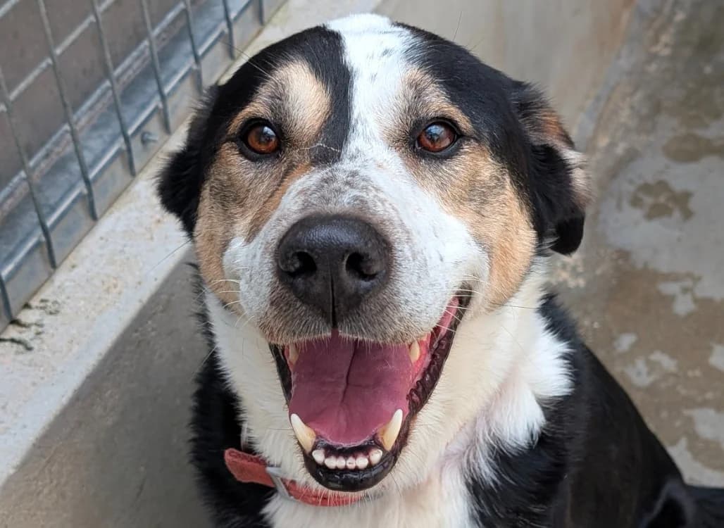 Narko, male senior Mixed Breed for adoption at Le Bois Pinson), Bois Pinson