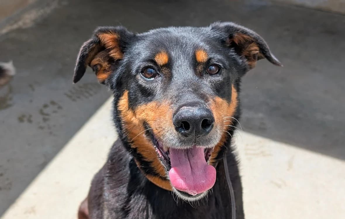 Connie, female senior Mixed Breed for adoption at Le Bois Pinson), Bois Pinson