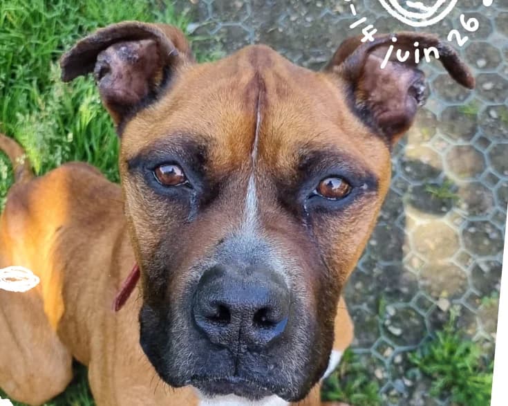 Grinki, male 7yo American Staffordshire Terrier for adoption at Le Bois Pinson), Bois Pinson