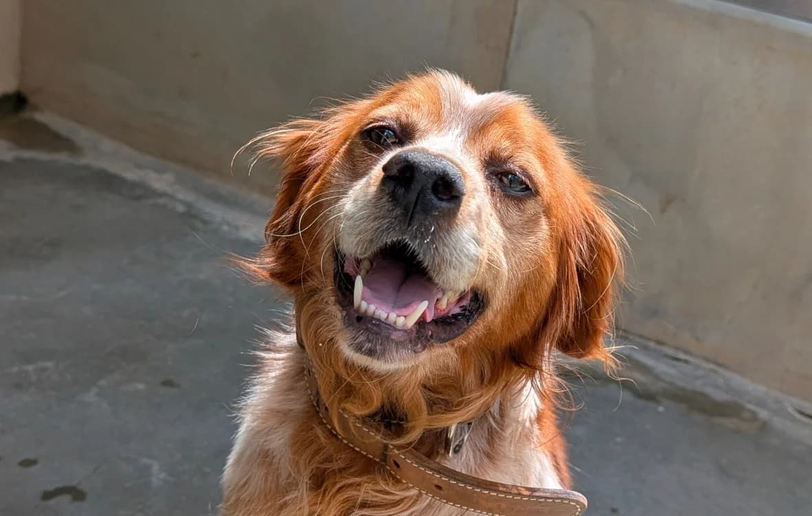 Vinicio, male 6yo Brittany Spaniel for adoption at Le Bois Pinson), Bois Pinson