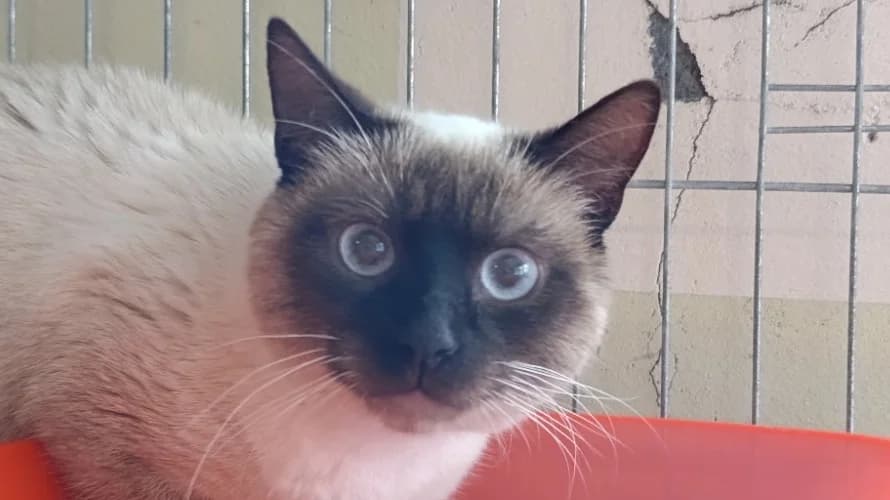 Yookie, male Mixed Breed for adoption at Le Bois Pinson), Bois Pinson