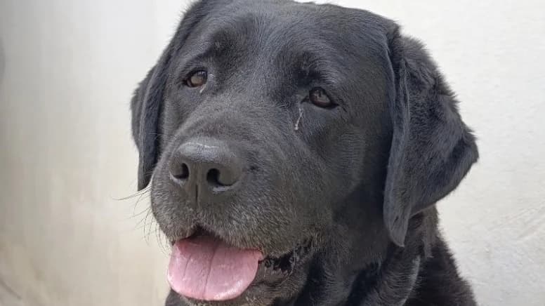 Phelicie, female 6yo Labrador Retriever for adoption at Le Bois Pinson), Bois Pinson