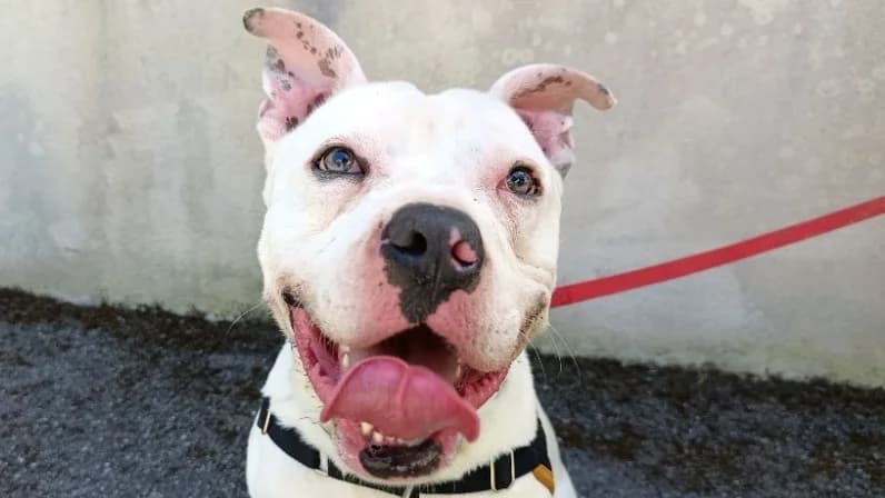 CHURROS, male young Mixed Breed for adoption at Le Bois Pinson), Bois Pinson