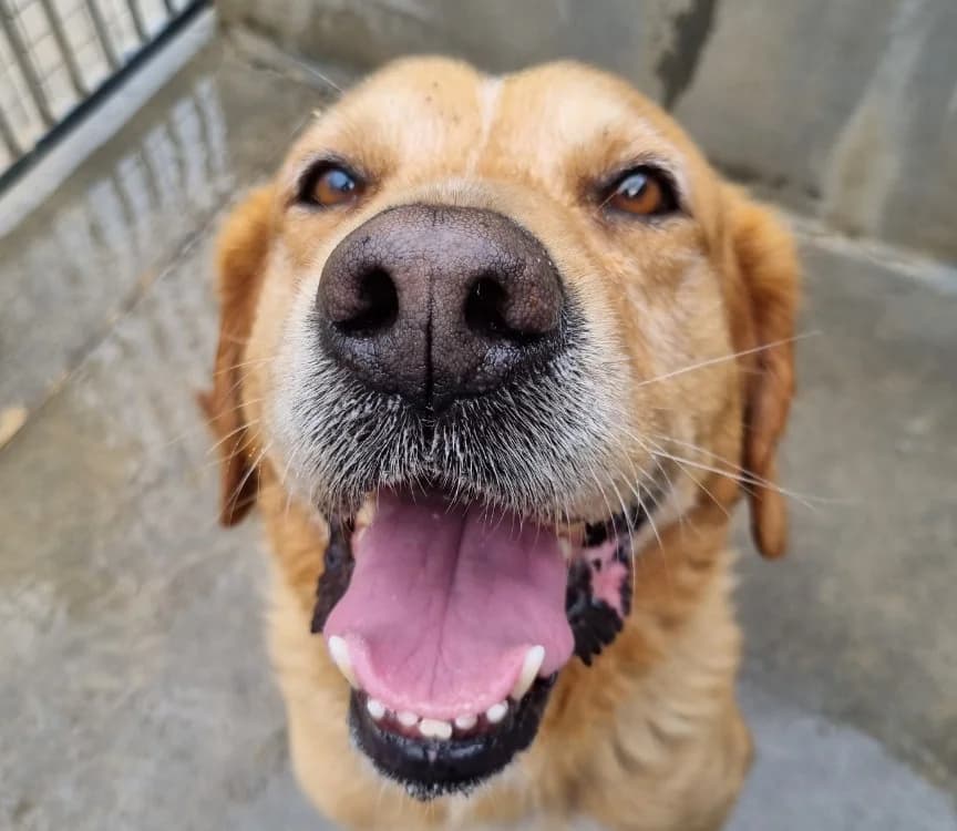 Biniou, male senior Labrador Retriever for adoption at Le Bois Pinson), Bois Pinson