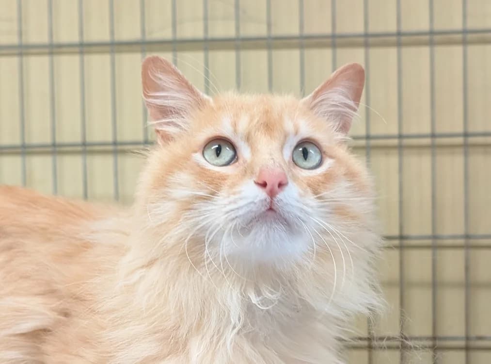 Debonk, male young Mixed Breed for adoption at Le Bois Pinson), Bois Pinson