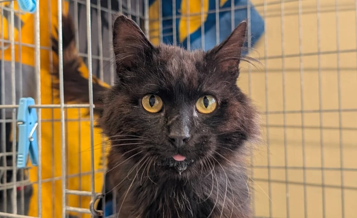 Gropec, male senior Mixed Breed for adoption at Le Bois Pinson), Bois Pinson