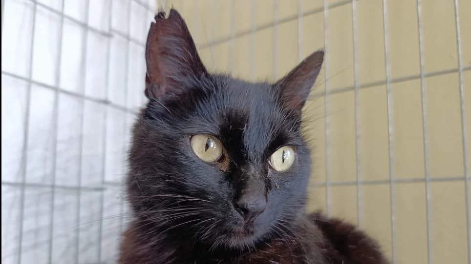 Zigga, female 3yo Mixed Breed for adoption at Le Bois Pinson), Bois Pinson