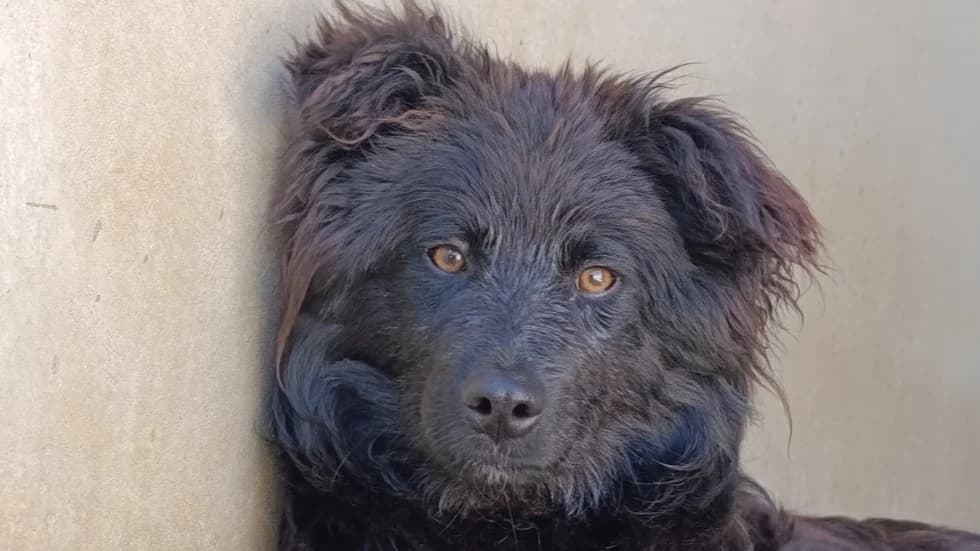 Titoum, male 3yo Border Collie for adoption at Le Bois Pinson), Bois Pinson