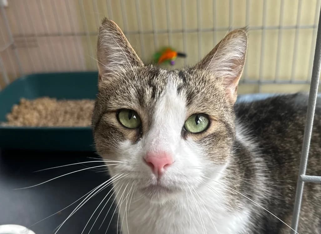 Kiba, male 6yo Mixed Breed for adoption at Le Bois Pinson), Bois Pinson