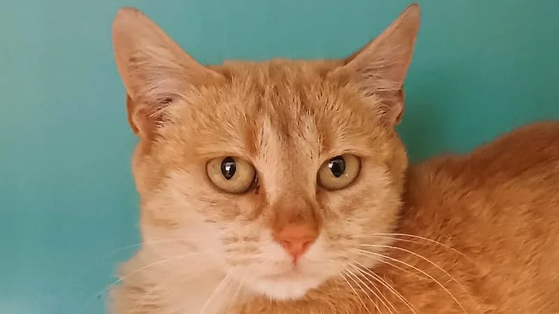 Jeanette, female young Mixed Breed for adoption at Le Bois Pinson), Bois Pinson