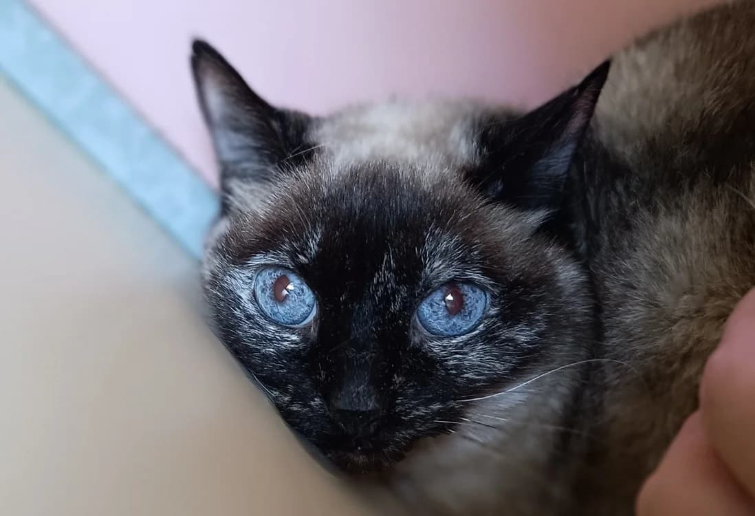 Cacahuette, female senior Mixed Breed for adoption at Le Bois Pinson), Bois Pinson