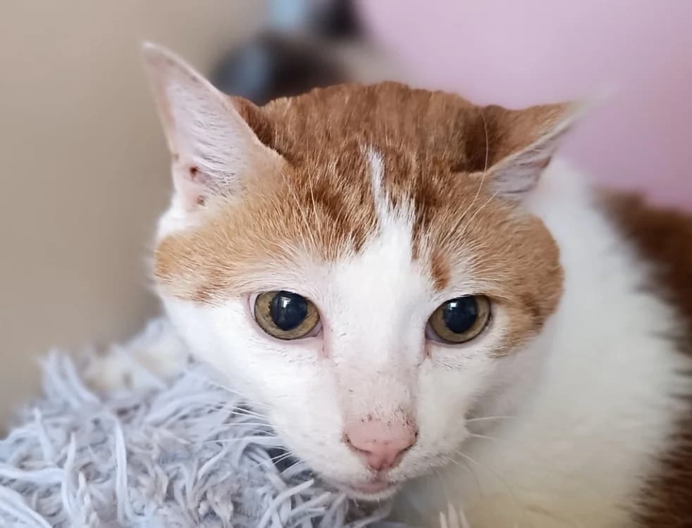 Hercule, male senior Mixed Breed for adoption at Le Bois Pinson), Bois Pinson