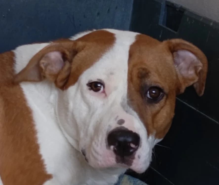 KINDY, female young Bull Terrier for adoption at Le Bois Pinson), Bois Pinson