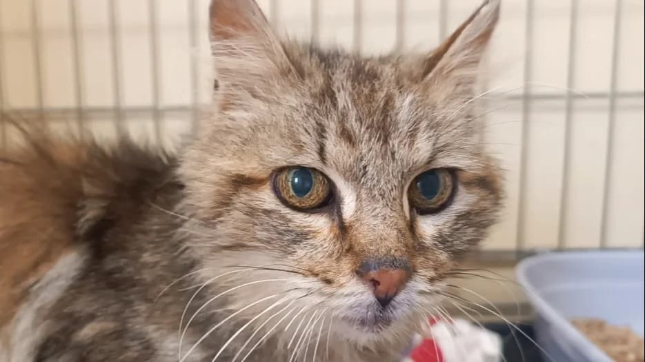 DEETZ, female senior Mixed Breed for adoption at Le Bois Pinson), Bois Pinson